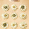 同仁堂 菊花(贡菊)  30g/瓶_同仁堂官方云商城