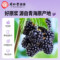 同仁堂 桑葚原浆 50ml*10/盒_同仁堂官方云商城