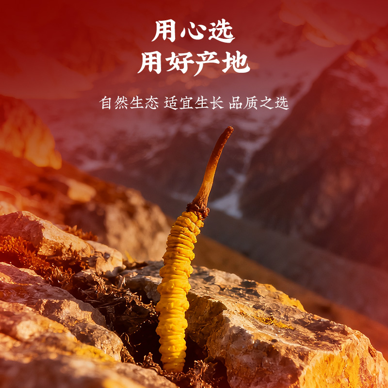 同仁堂 冻干冬虫夏草(人工抚育) -40/12克_同仁堂官方云商城