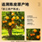 同仁堂 陈皮 100克/瓶_同仁堂官方云商城