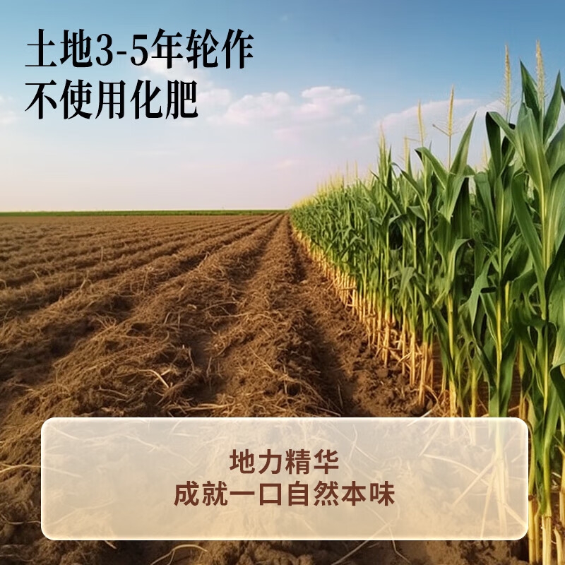 同仁堂 黄芪 100克/盒（有机）_同仁堂官方云商城