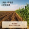 同仁堂 黄芪 100克/盒（有机）_同仁堂官方云商城
