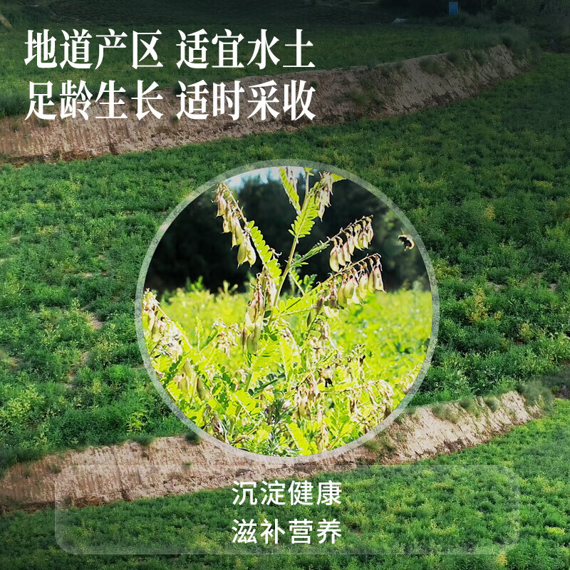 同仁堂 黄芪 100克/盒（有机）_同仁堂官方云商城