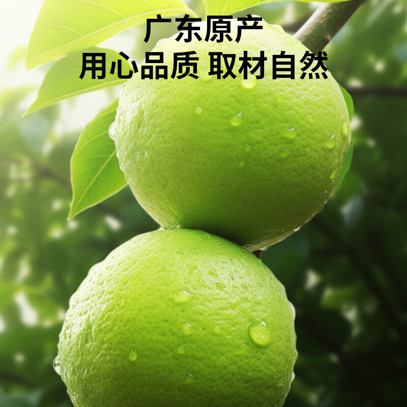 同仁堂 化橘红 50克/盒_同仁堂官方云商城