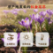 同仁堂 西红花 9克（1.5克*6）/盒_同仁堂官方云商城