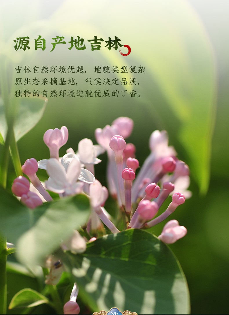 同仁堂 丁香叶 80g/瓶 2